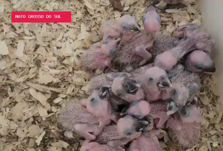 Operação reforça combate ao tráfico de animais silvestres em Mato Grosso do Sul
