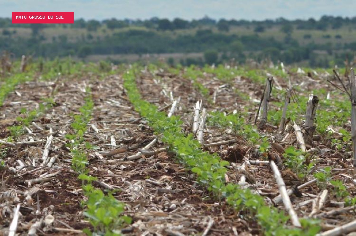 Soja lidera exportações de Mato Grosso do Sul em julho