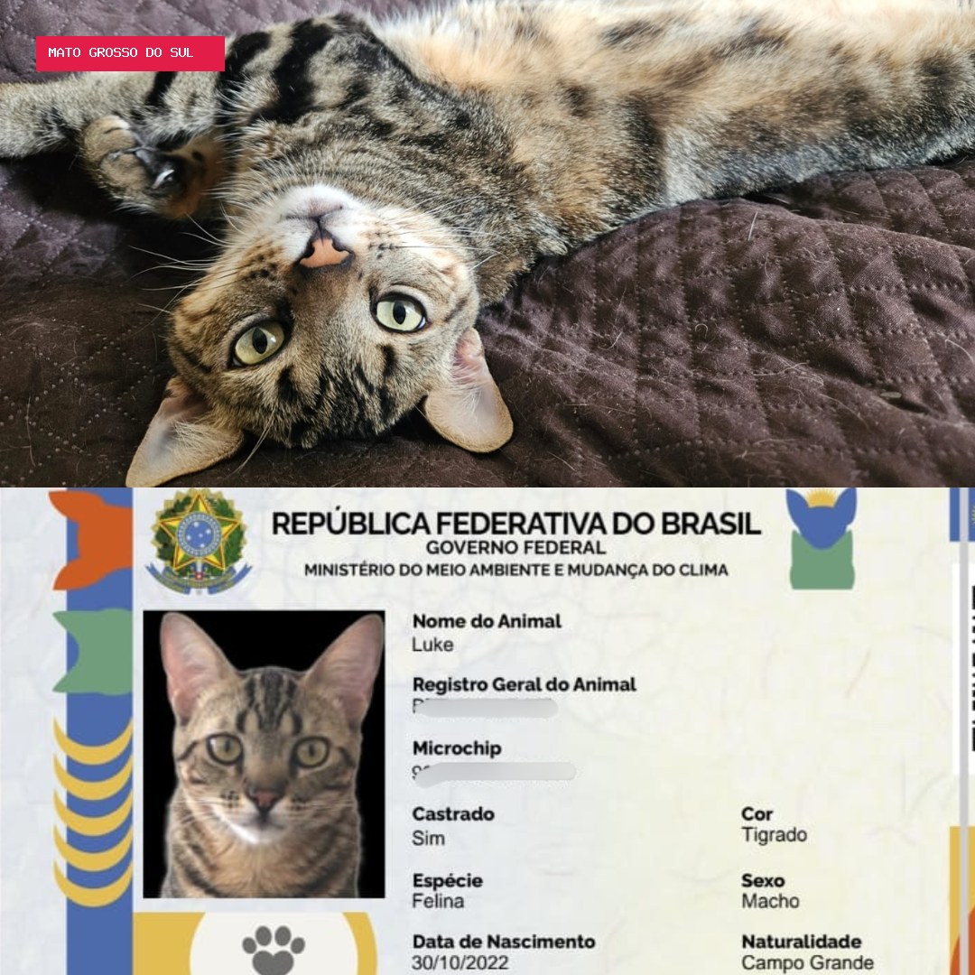 MS tem 14 mil pets cadastrados no SinPatinhas, mas só 10% com microchip