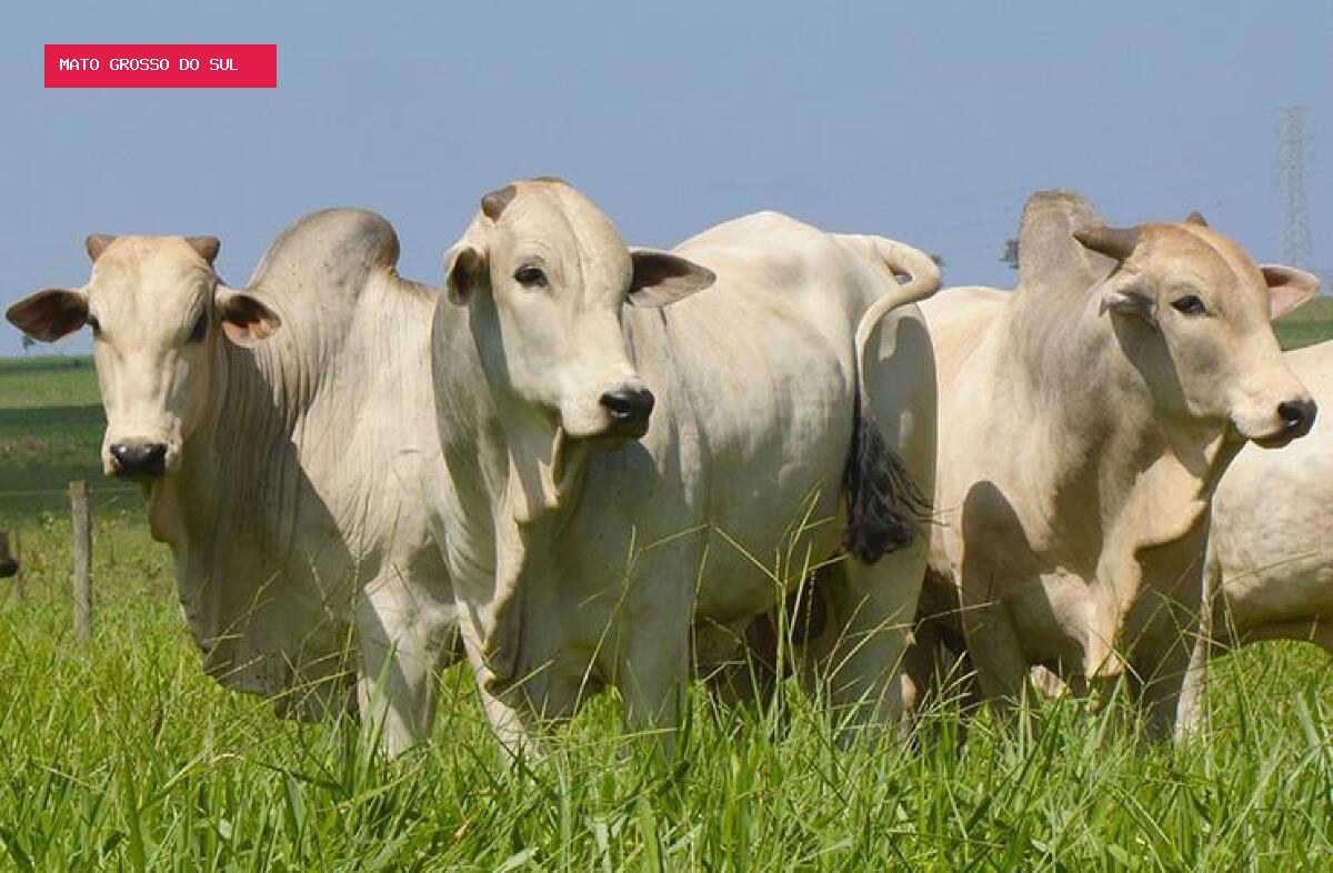 Boi gordo perde força, mas carne bovina segue valorizada em agosto
