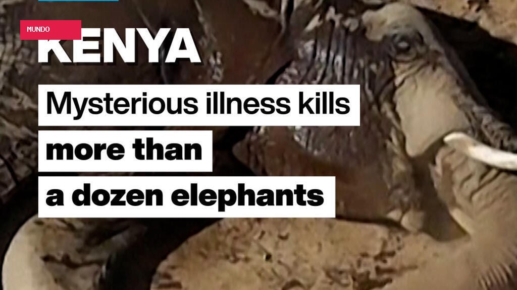 Kenya: Mysterious illness kills more than a dozen elephants