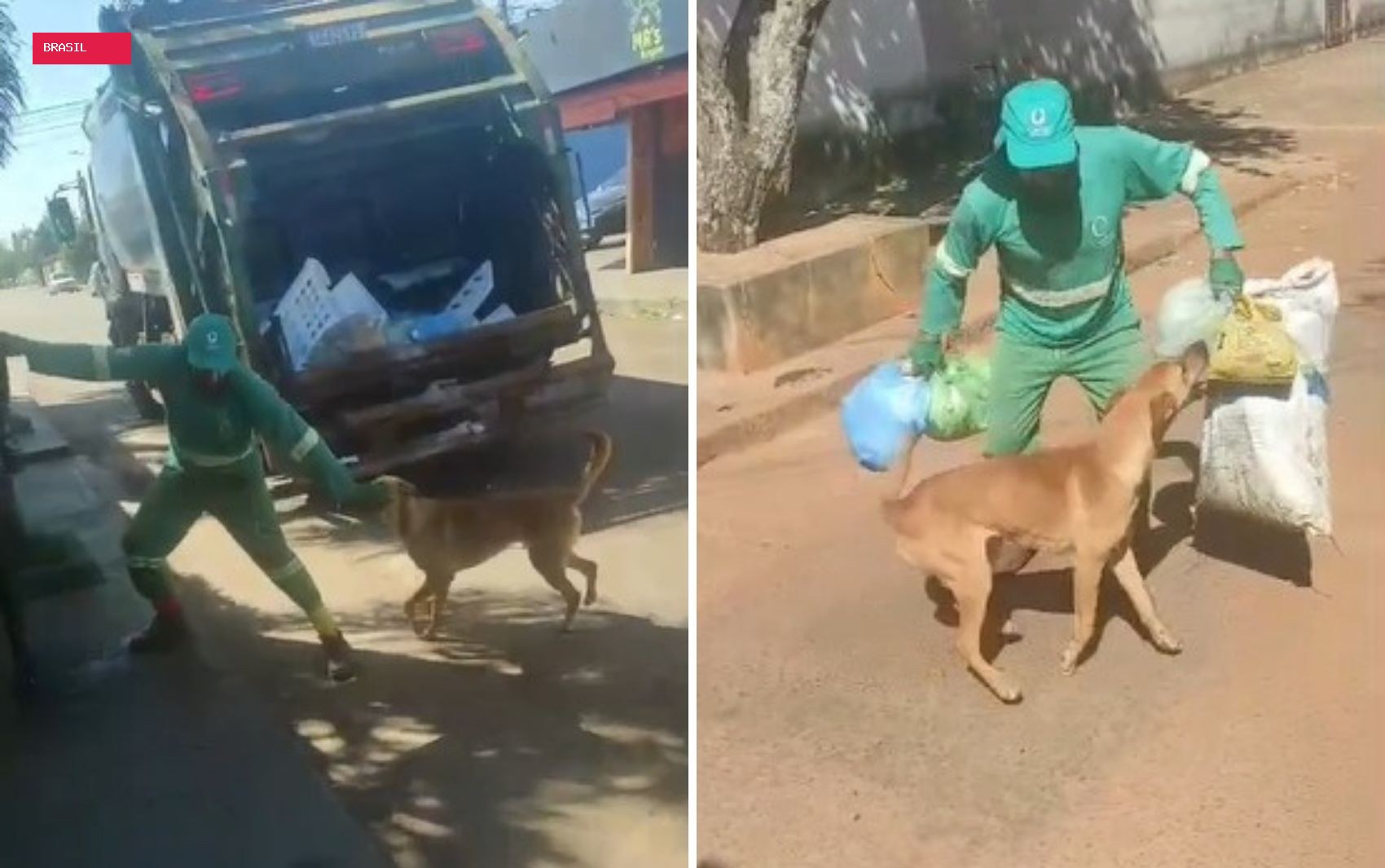 Cachorro caramelo diverte ao brincar com coletor de lixo e atrapalhar o trabalho; vídeo