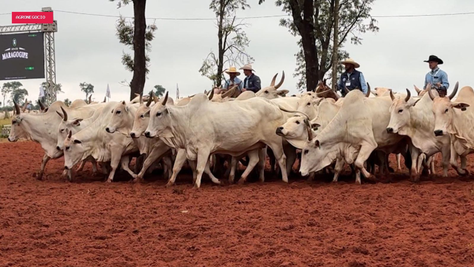 Arroba do boi caiu em agosto, mas setembro deve ser de ampla recuperação, dizem analistas