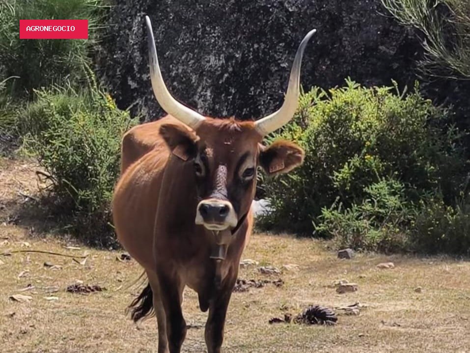 Vacas que combatem fogo? Conheça a raça que virou aliada na prevenção de incêndios