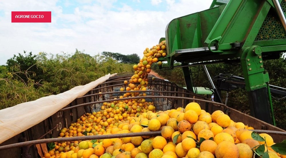 Citricultura encerra safra com alta de 4,2% nas contratações