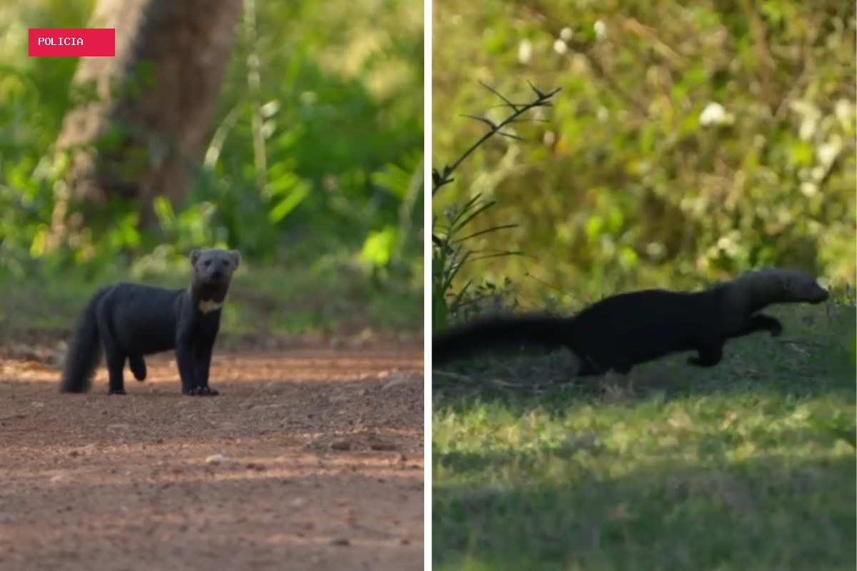 Fotógrafo registra momento raro de irara durante passeio no Pantanal de MS