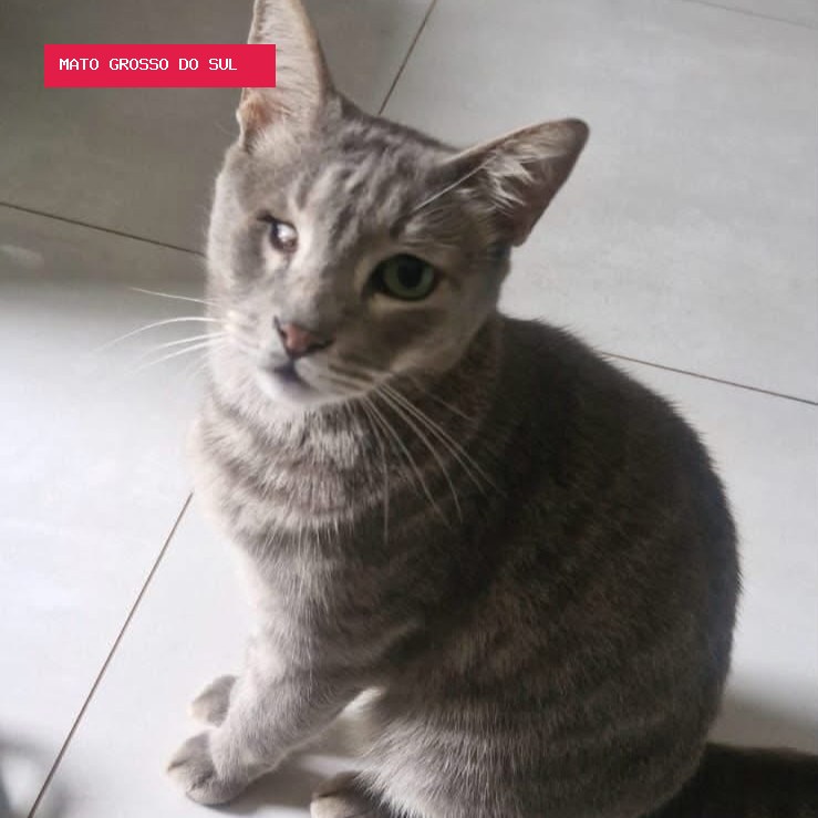 Viu o Naninho? Gato rajado desaparece no Tijuca e tutora busca pelo felino