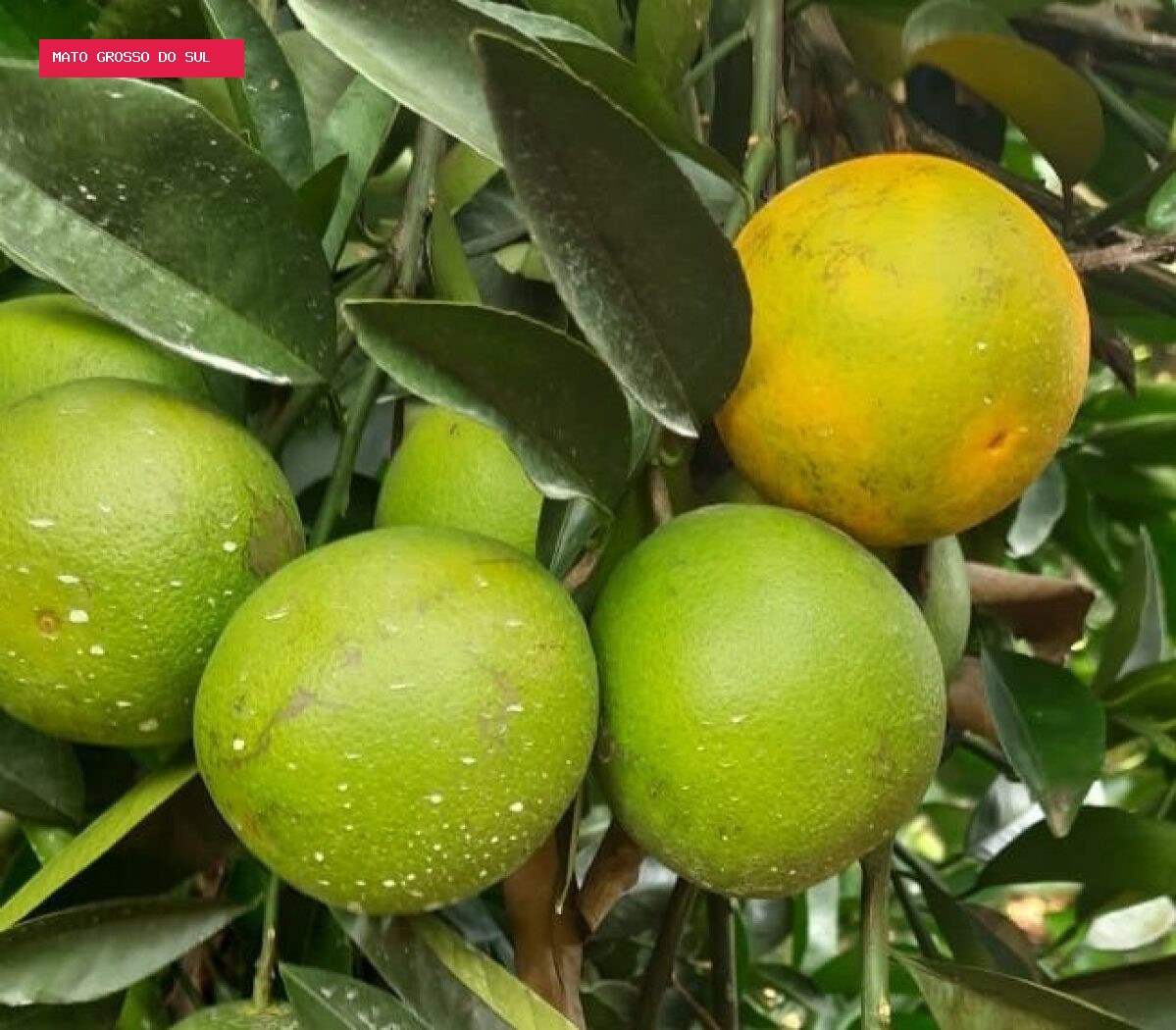Empresa francesa quer produzir óleos com laranja azeda de Mato Grosso do Sul