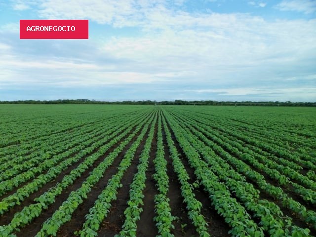 Soja Brasil convida produtores a votarem sobre prioridades para a próxima safra