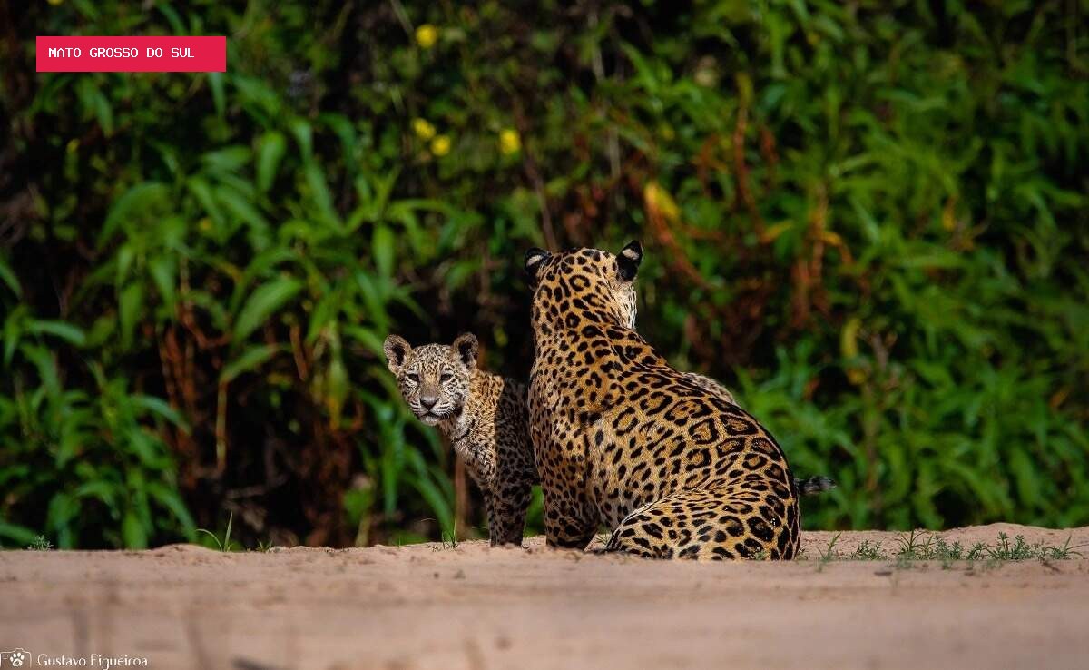 Estudo em MS propõe pagamento a produtor que preserva habitat da onça-pintada