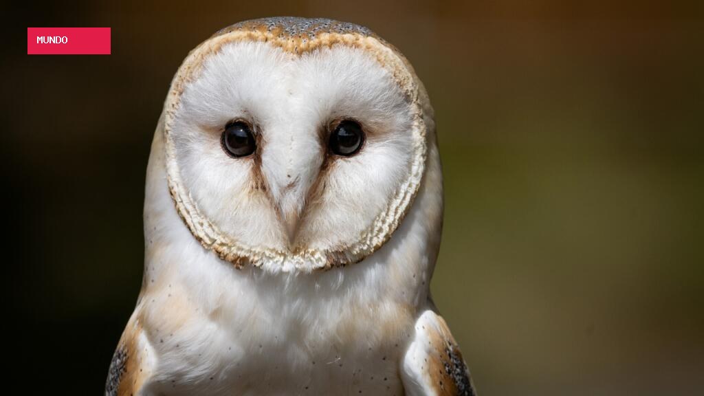 British Army sailors rescue bedraggled barn owl 70 nautical miles out to sea