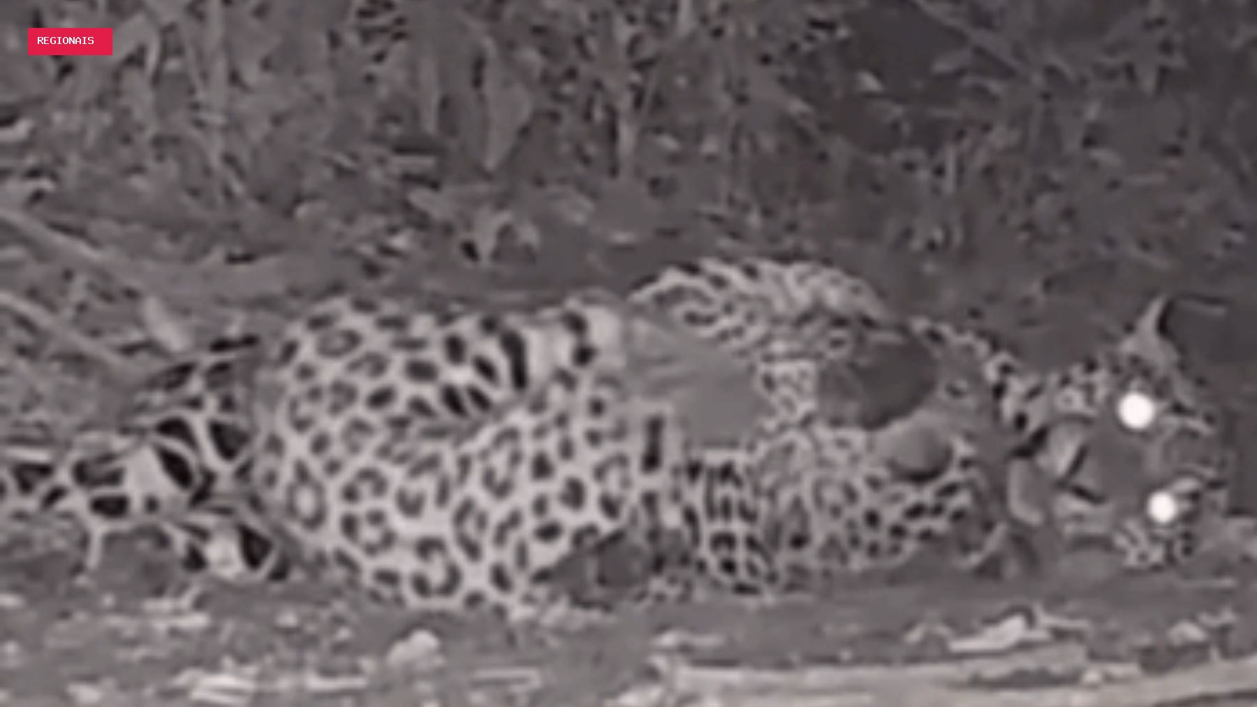 Câmera nas Cataratas do Iguaçu flagra onça-pintada filhote 'fazendo dengo' para chamar a atenção da mãe