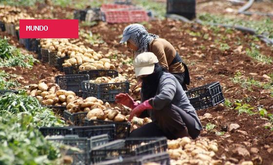 Com aumento de guerras, sistemas alimentares estão sob ataque