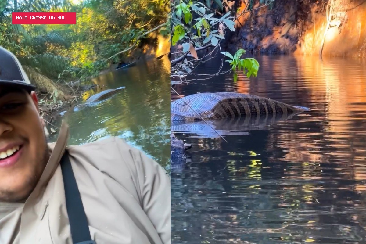 Sucuri gigante de barriga cheia é flagrada por amigos em aventura de caiaque por rio de MS; VÍDEO