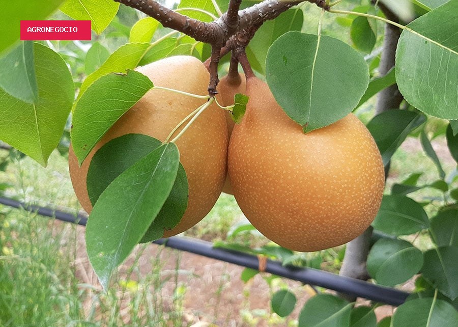 Após 20 anos de pesquisa, Embrapa registra nova cultivar de pera mais resistente a doenças