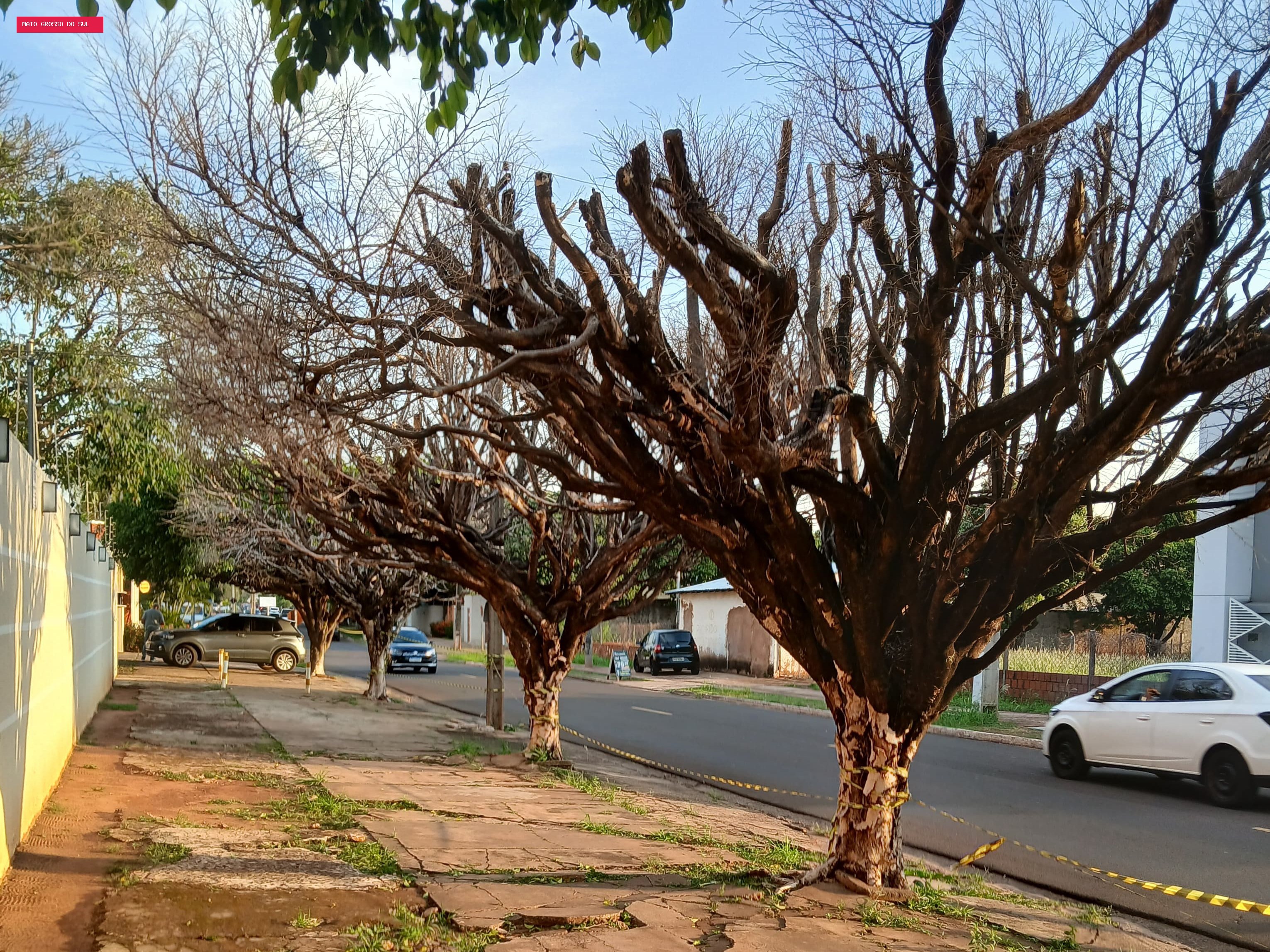 Árvores secas há um ano preocupam morador por risco de queda em avenida