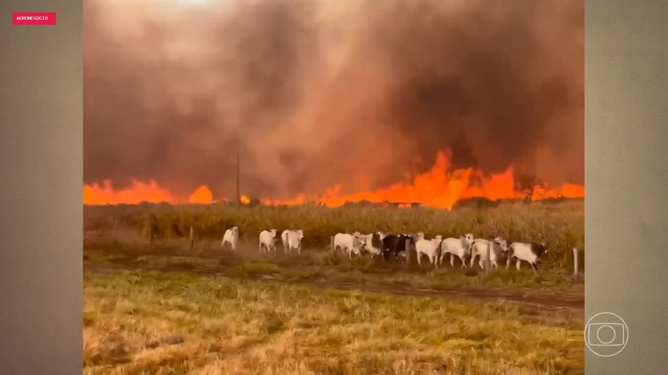 Gado foge de incêndio que atinge fazendas; fogo avança por áreas rurais de três estados