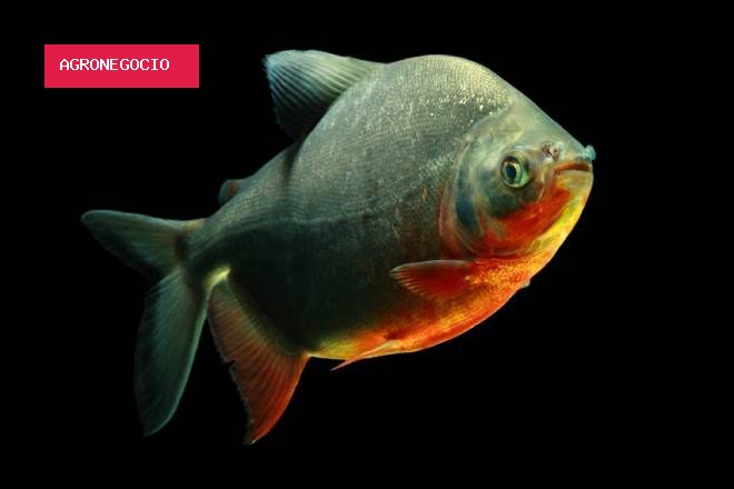 Unesp mapeia genoma de peixe brasileiro e abre caminho para avanço da aquicultura