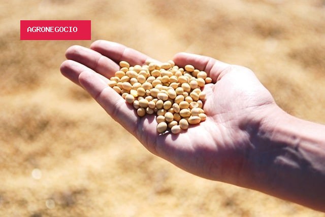 Saiba como ficaram as cotações brasileiras de soja em dia de relatório do USDA