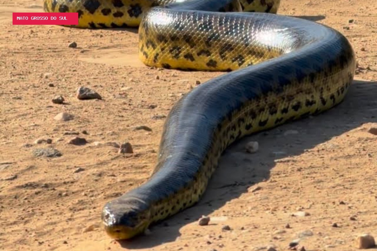 Guia registra sucuri-amarela gigante e inchada durante passeio no Pantanal
