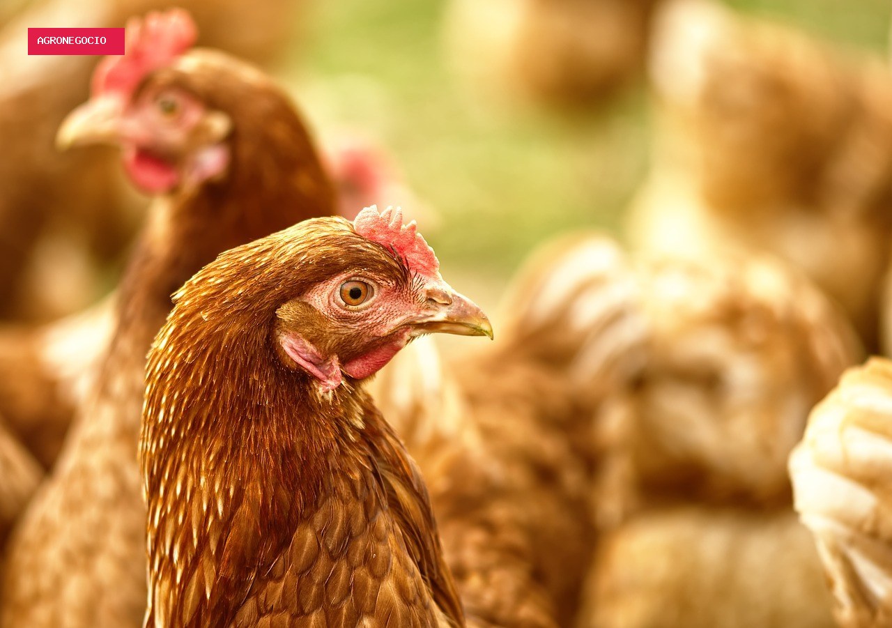 Galinheiro bem planejado ajuda na criação de aves