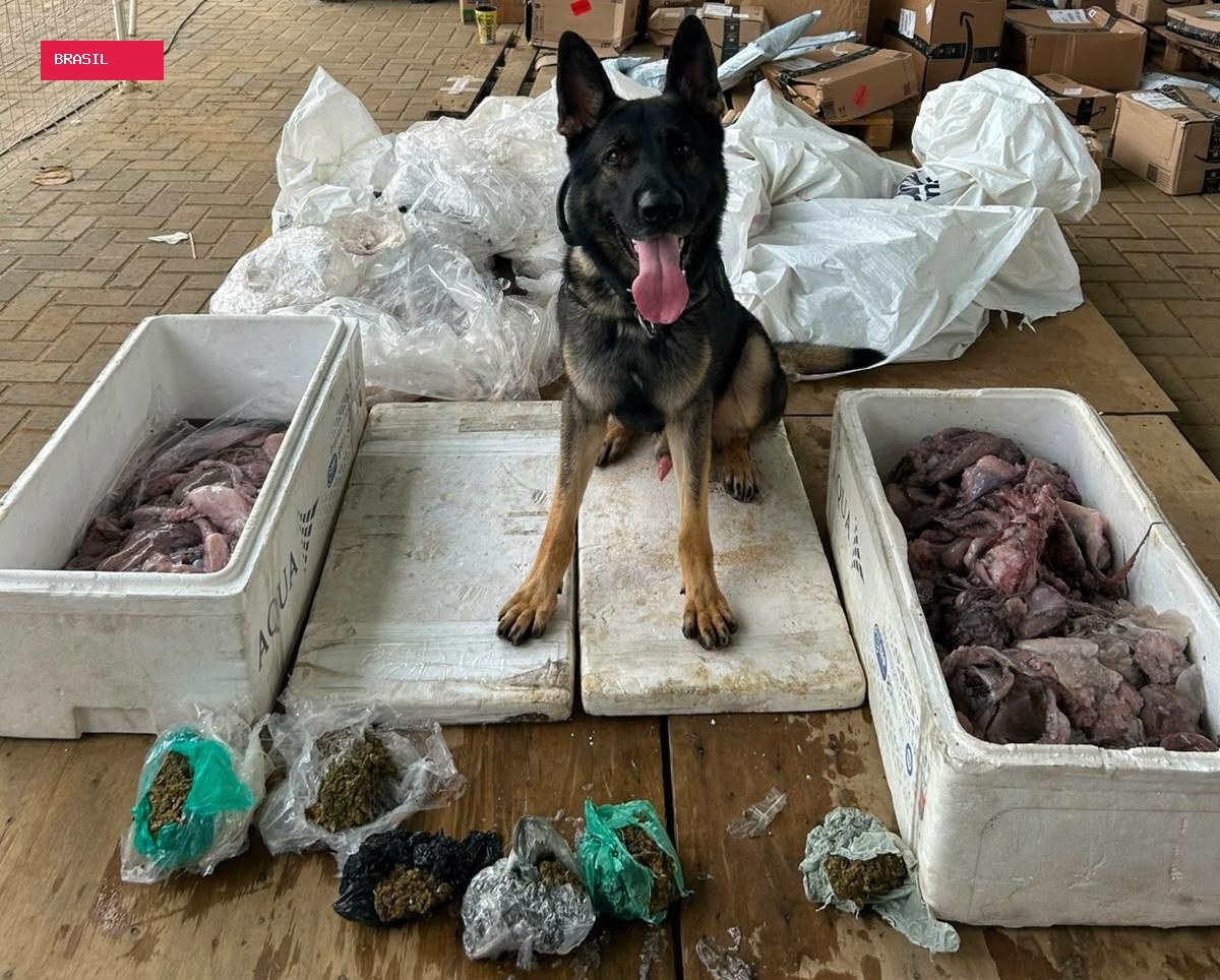 Maconha é apreendida escondida em carga de polvo congelado em Fernando de Noronha; VÍDEO