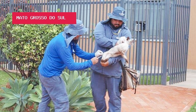 Vacinação antirrábica atende pets neste domingo no Coronel Antonino