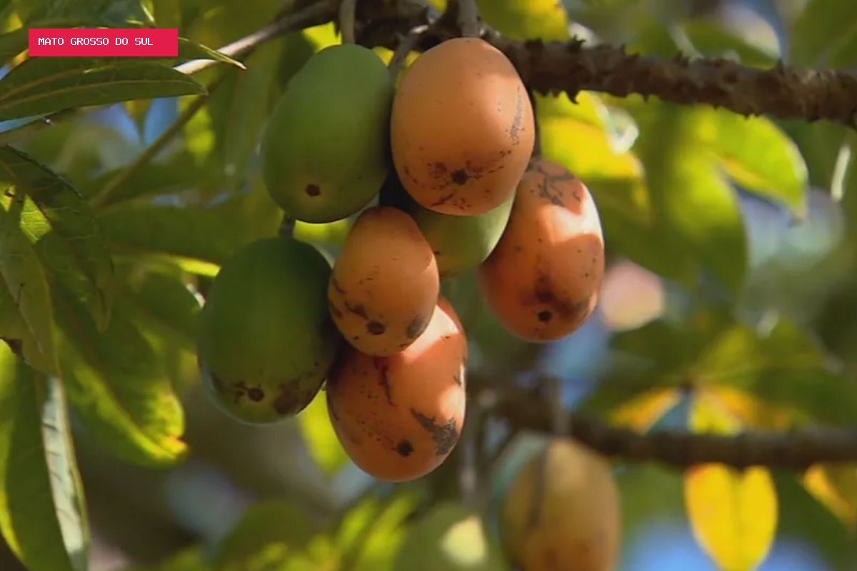 A fruta 'prima' do mamão que se come do caule à raiz e vira sobremesa e até prato salgado