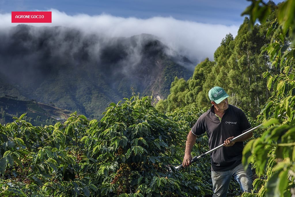 Café: poder de compra de fertilizantes melhora e anima produtores para nova safra