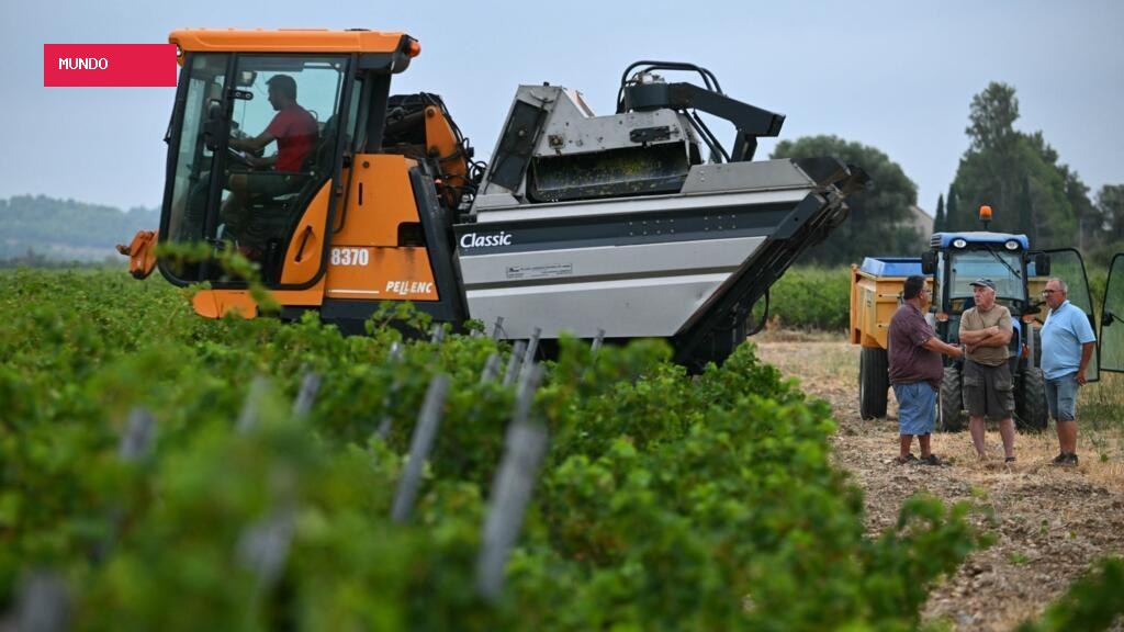 Winemakers across Europe face the challenges of climate change