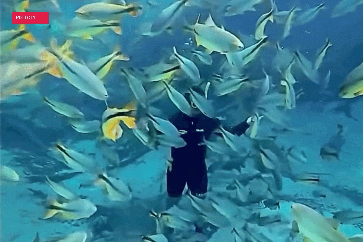 Cardume de peixes cerca homem durante flutuação em rio cristalino de Jardim