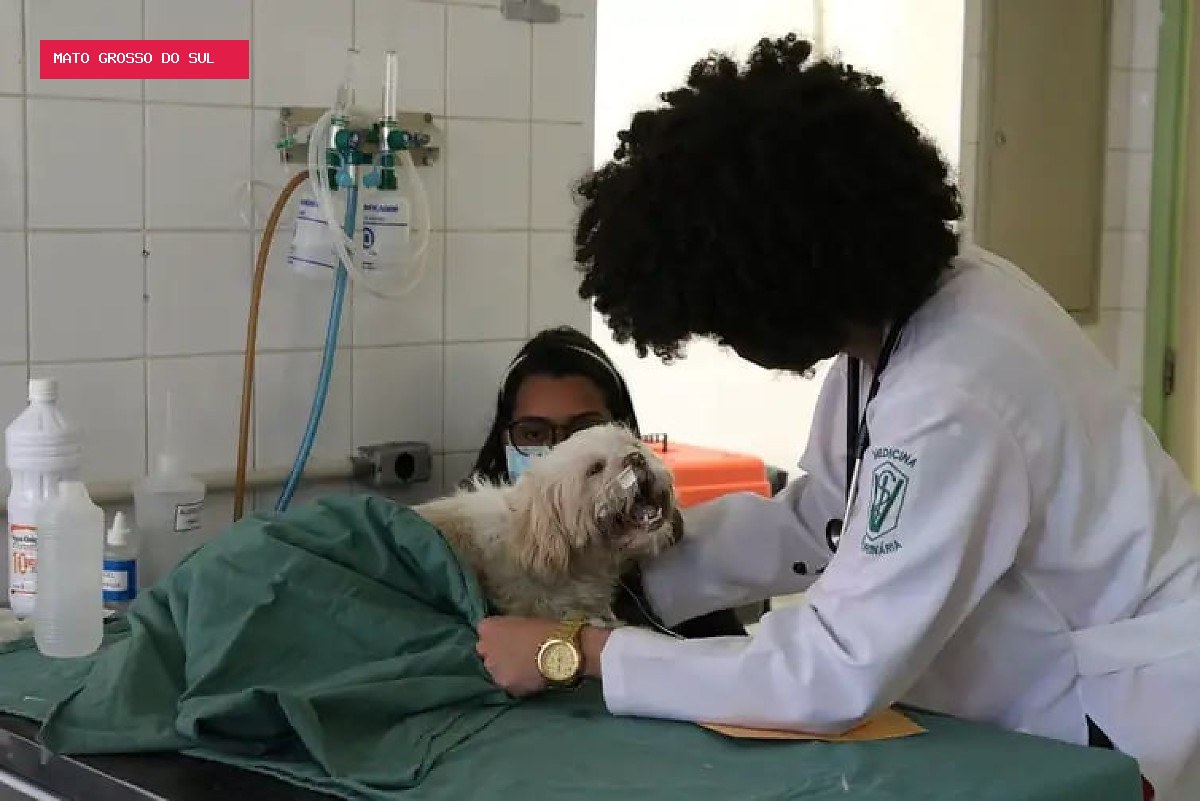 Mutirão oferece consultas e vacinação gratuita para animais em Mato Grosso do Sul