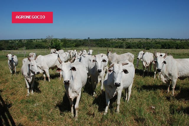 Escalas de abate e exportações mantêm mercado do boi gordo no radar nesta semana