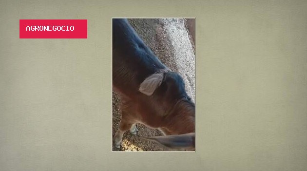 Bezerro nasce com três orelhas, uma delas nas costas; entenda o caso