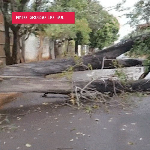 Árvore cai após temporal e bloqueia rua por mais de 24 horas