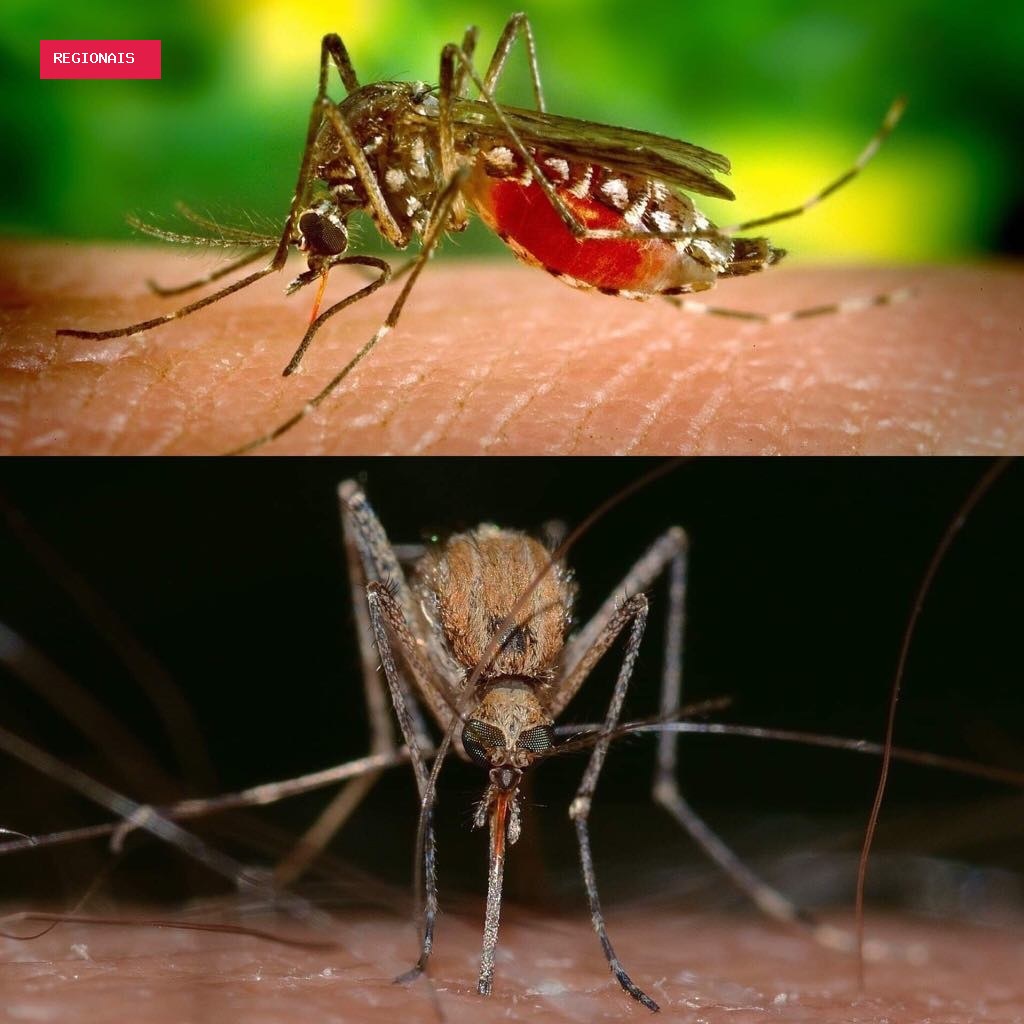 SP confirma dois primeiros casos de Febre do Nilo Ocidental em humanos no estado
