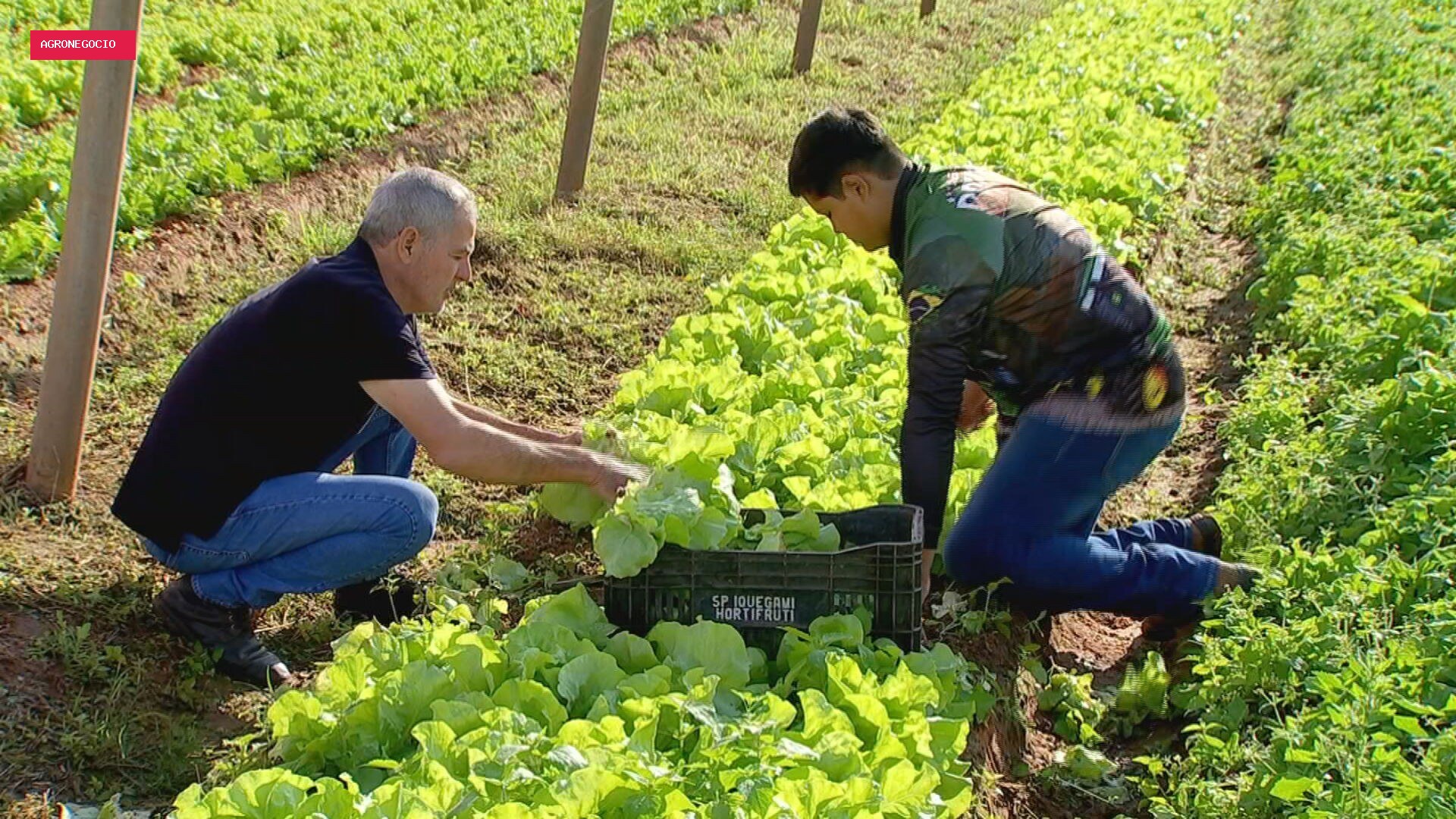 Família Roncoleta mantém tradição agrícola há cinco gerações em Getulina
