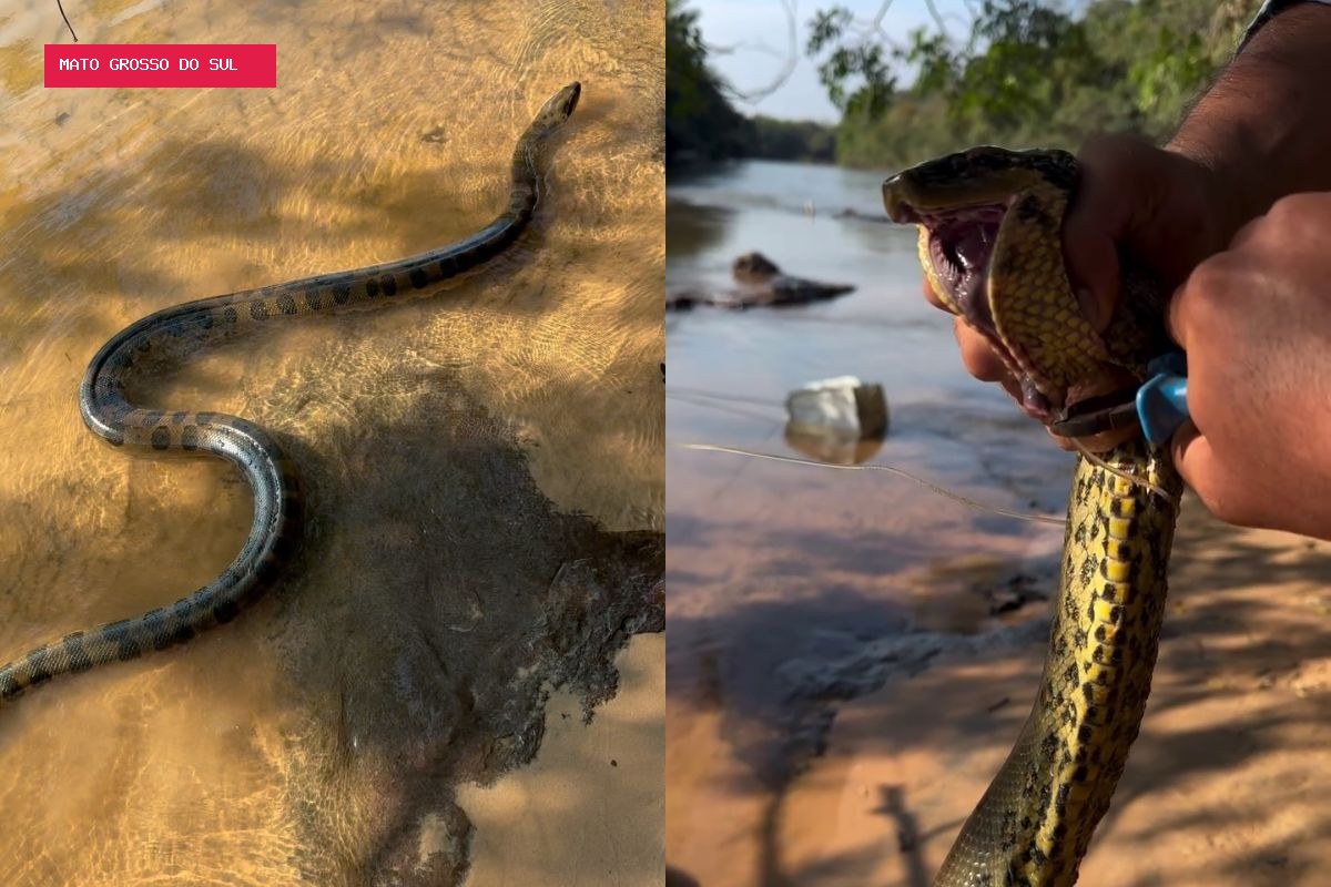 Pescadores salvam sucuri-amarela presa em anzol em rio do Pantanal: 'Situação delicada'