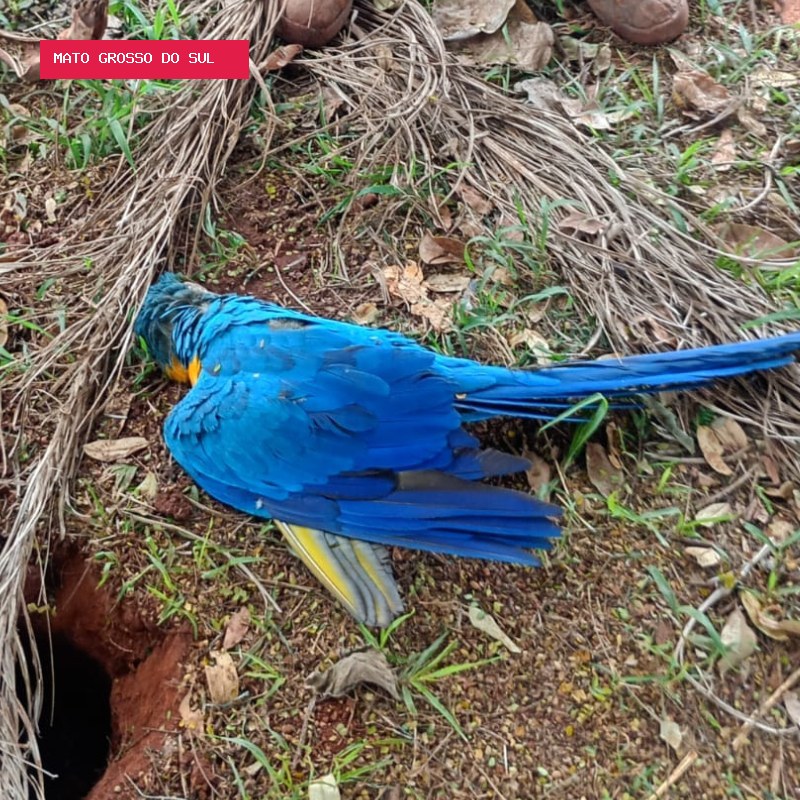 Morte de aves na Vila Alba vira alvo de investigação após denúncias