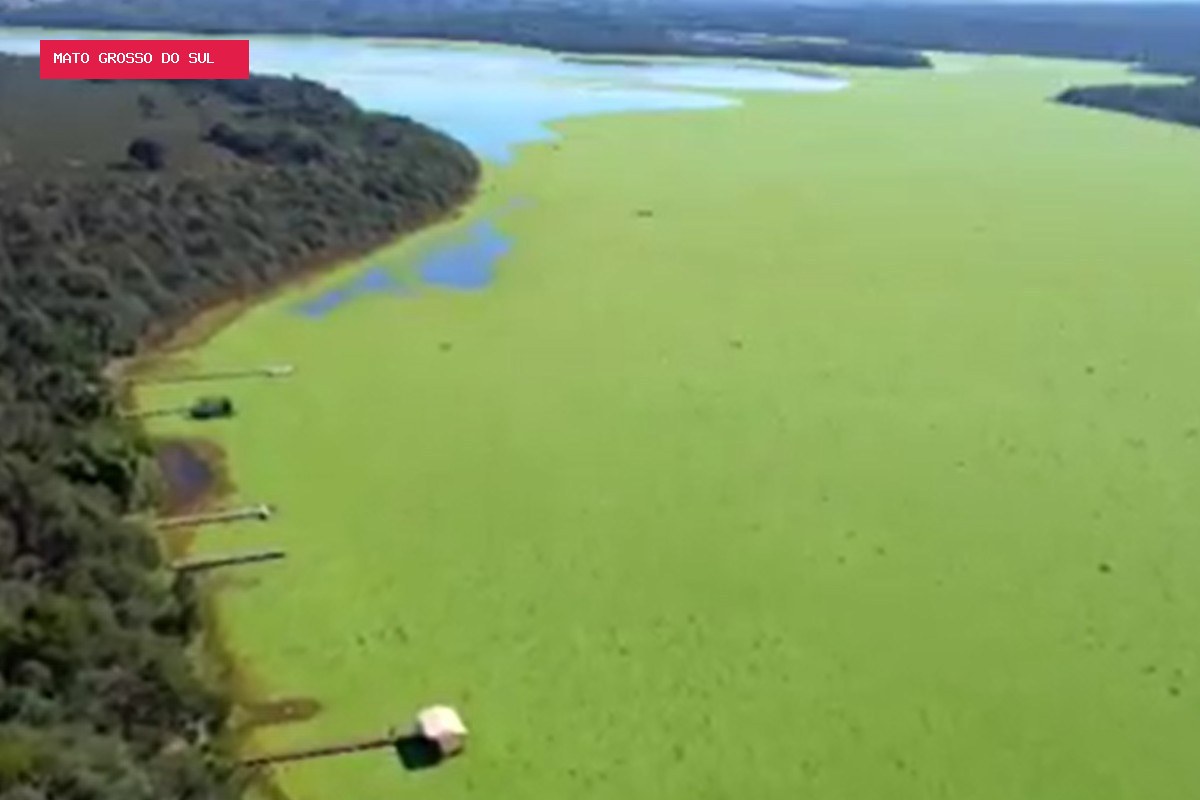 'Alfaces d'água' cobrem represa, derrubam movimento no comércio e preocupam moradores em MS