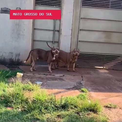 Perdidos, mas juntos: pitbulls são vistos lado a lado pelas ruas da Vila Nasser