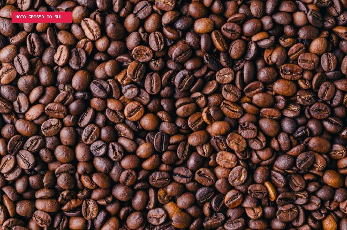 Cafeicultores já se preparam para a safra 2027/28