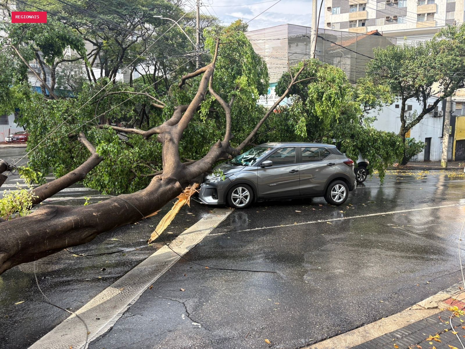 Quedas de árvores sobre carros e fiação elétrica são registradas em BH após chuva intensa