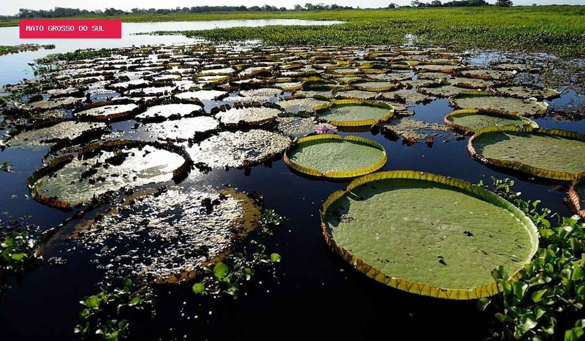 O que cada candidato ao governo de MS planeja para o futuro do Pantanal