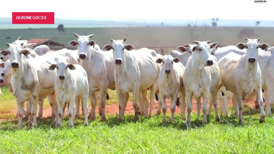 Boi gordo ganha força e pecuaristas miram preços acima de R$ 350