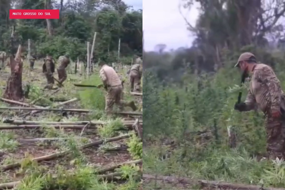 Plantação de maconha do tamanho de 200 campos de futebol é destruída no Paraguai com ajuda da PF