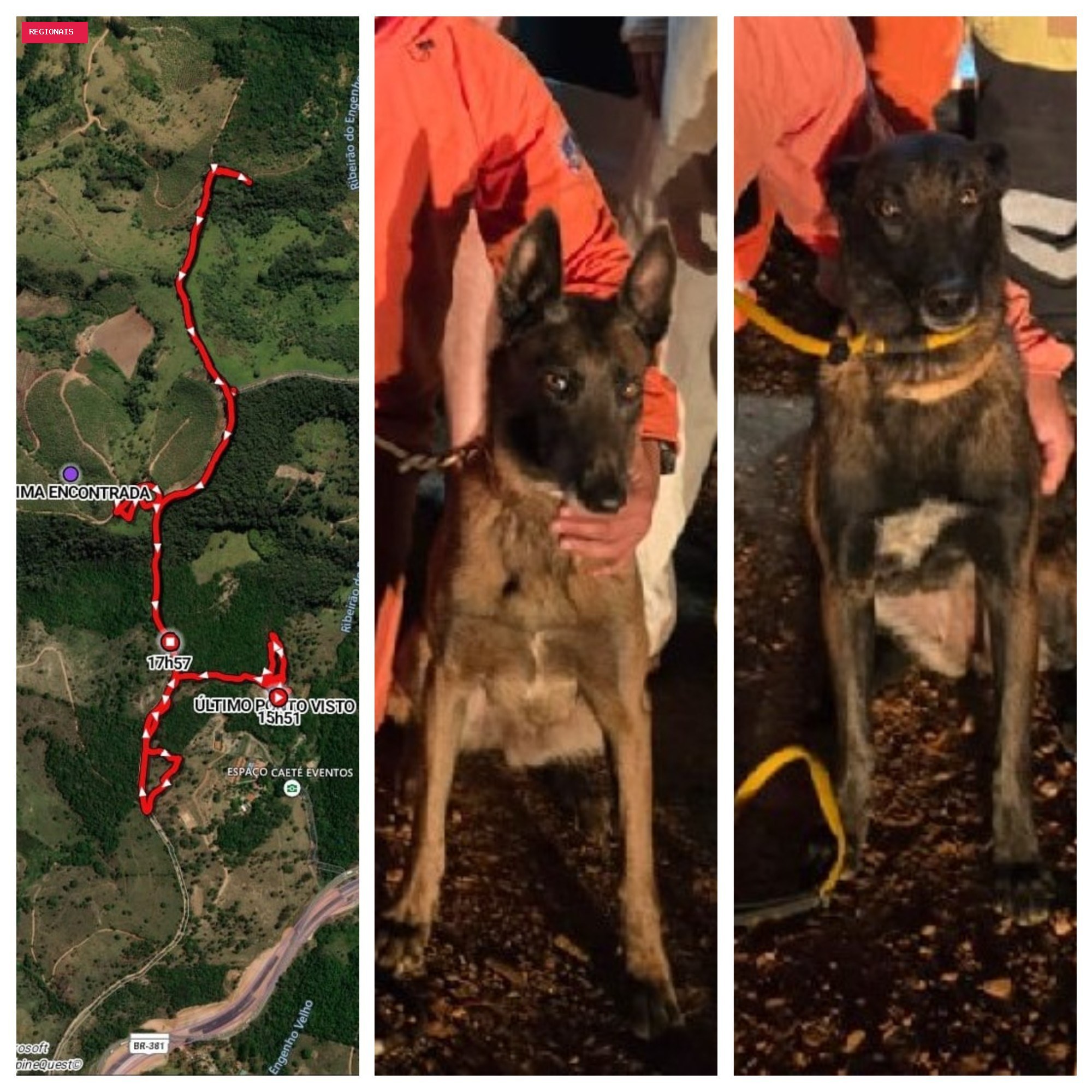 Veja momento em que idosa de 95 anos é localizada por cães em mata e bombeiros fazem resgate; animais