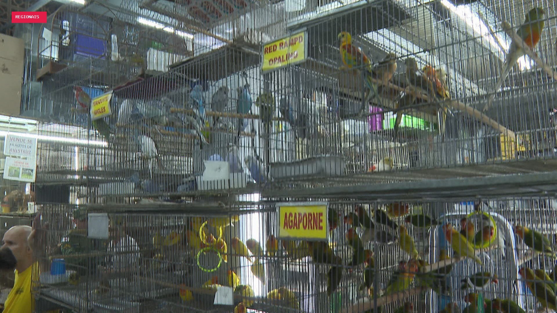 Câmara de BH aprova projeto que pode proibir venda de animais no Mercado Central