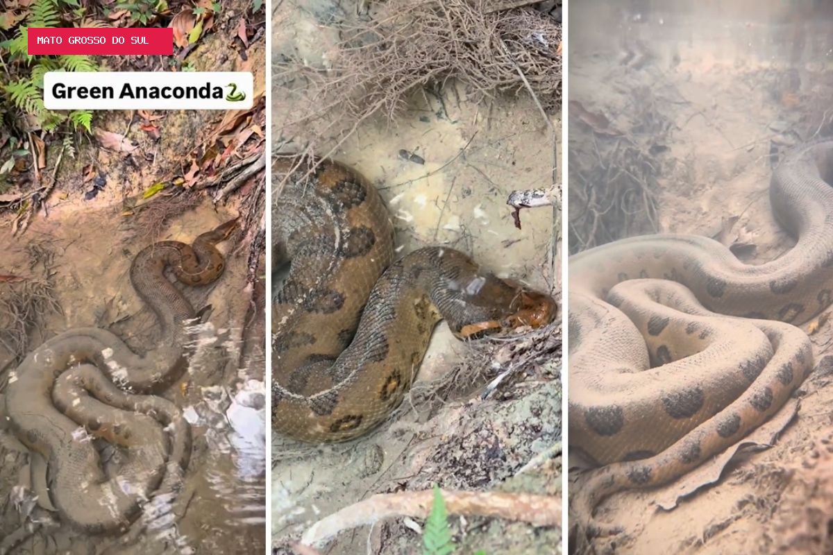 Sucuri gigante é flagrada 'descansando' imóvel embaixo d’água por guia em Bonito