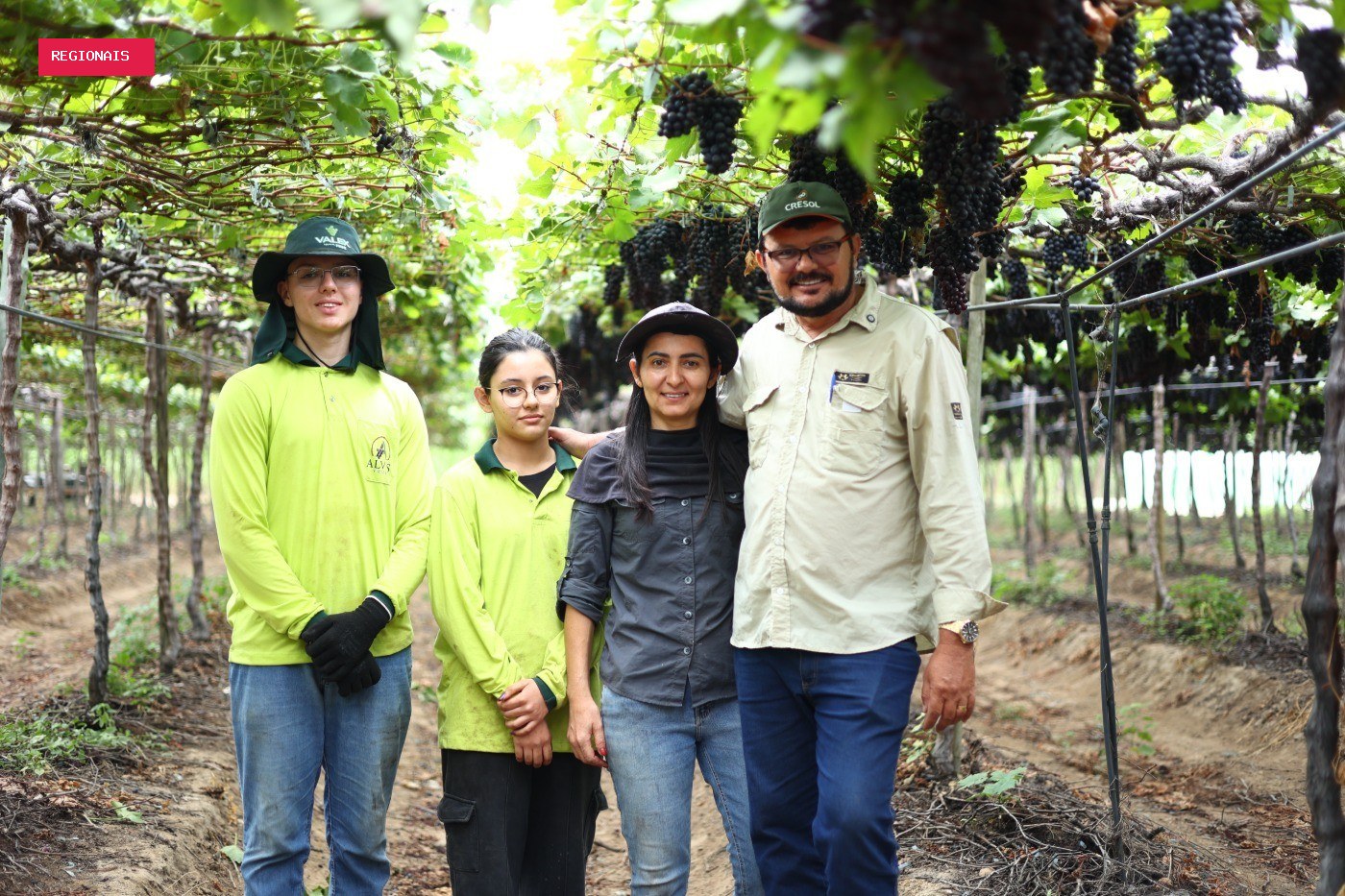 Plano Safra fortalece a produção de uvas do Sul ao Nordeste brasileiro